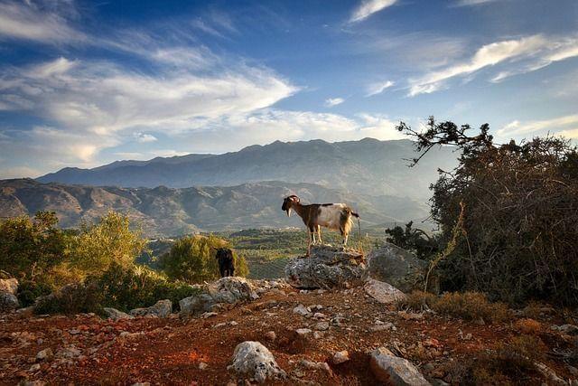 Image of Crete, nightlife atmosphere, and a goat